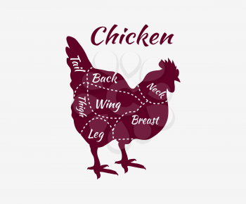 Chicken cuts diagram. Chicken bird isolated. Typographic chicken butcher cuts diagram vintage style. Cartoon chicken. Chicken, bird, farm bird meat. Vector chicken. Chicken animal. Silhouette chicken