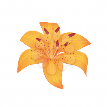 Beauty flower design flat style isolated. Blooming orange flower with big beautiful petals, summer or spring nature floral plant and graphic blossom exotic natural flora, vector illustration