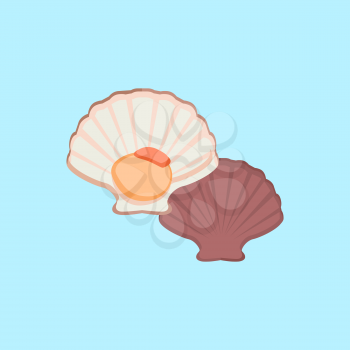 Oysters in colour variant. Seafood concept icons in flat style design. Vector illustration fresh deep-sea oyster. Beautiful shell pearl mussels.