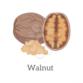 Walnut vector in flat style design. Traditional snack, diet product, culinary ingredient, source of vitamins, elements, fatty acids and oil. Isolated on white background.