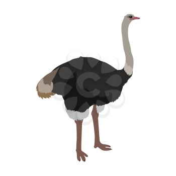 Ostrich vector. Birds of savannah in flat design. African fauna illustration. Wild life in tropics concept for childrens books illustrating. Ostrich farm logo. Big ostrich standing isolated on white.
