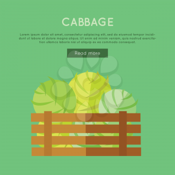 Cabbage vector web banner. Flat design. Illustration of wooden box full of fresh and ripe vegetables on color background for grocery shop, farm, agricultural company web page design. 
