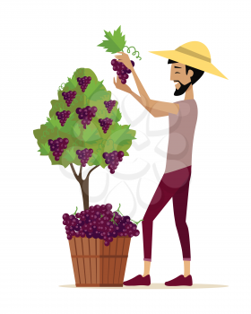 Man picking grape during wine harvest. Harvesting icon. Smiling vintner harvesting a bunch of red grapes in vineyard. Isolated object in flat design on white background. Vector illustration.