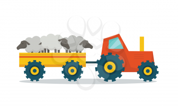 Domestic animals transportation vector. Flat design. Tractor with trailer caring sheep. Cattle mowing on farm illustration. Farming concept for meat, agricultural, transport companies. On white.