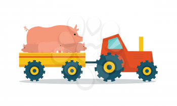 Domestic animals transportation vector. Flat design. Tractor with trailer caring pigs. Cattle mowing on farm illustration. Farming concept for meat, agricultural, transport companies. On white.    