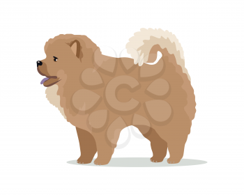 Chow-chow dog breed flat design vector. Purebred pet. Domestic friend and companion animal illustration. For pet shop ad, animalistic hobby concept, breeding illustration. Cute canine portrait. 