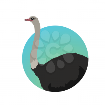 Ostrich vector. Birds of savannah in flat design. African fauna illustration. Wild life in tropics concept for childrens books illustrating. Ostrich farm logo. Big ostrich standing isolated on white.