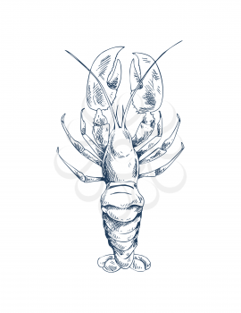 Freshwater broad-fingered crayfish common specie and traditional food source vector illustration in sketch style. Marine inhabitant nautical icon.