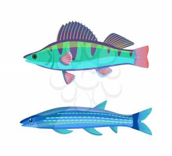 Mackerel blue fish marine set. Limbless soft-bodied cold-blooded animals living in sea waters. Colorful creatures isolated on vector illustration