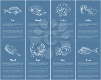 Scallop and clam posters set with headlines, text sample. Sea and ocean dwellers bass bream fish, mollusk and crab, shrimp sketch vector illustration