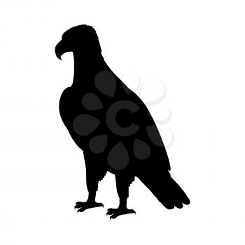Bald eagle vector. Predatory birds wildlife concept. North America fauna illustration. Picture for national symbolics, encyclopedia, books illustrating. Isolated on white.