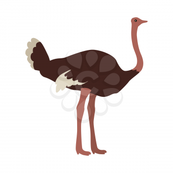 Ostrich flat style vector. Wild and domesticated bird. African fauna species. For nature concepts, farm advertising, children s book illustrating, printing materials. Isolated on white background