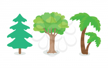 Trees of different continental zone isolated on white. Fir tree popular at north, oak tree at east and west, palm tree at south area. Set of plants icons. Tree with green leaves. Forest icon. Vector