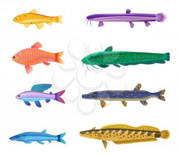 Aquarium tropical fish set of different types. Red zebra, rainbow trout with spots. Limbless animals with dorsal fins isolated on vector illustration