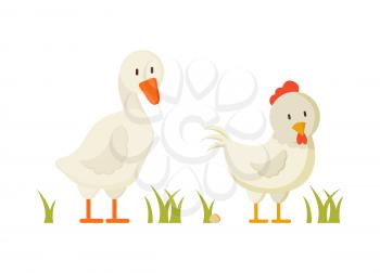 Goose and chicken pair of white domestic birds isolated on white background, vector illustration of duck and chick walking in abstract yard with grass
