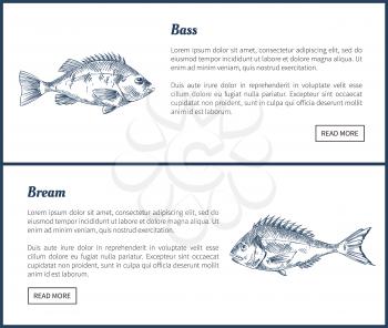 Bass and bream seafood set vector vintage icons. Hand drawn fish graphic, decorative illustrations of ocean animals restaurant menu template sketch.