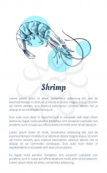 Shrimp crustacean hand drawn vector illustration. Decorative icon of ocean animal isolated on white with blue spots restaurant menu vintage template