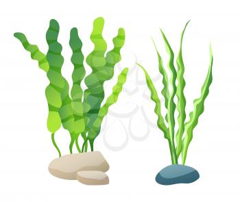 Aquarium plant decoration set. Green underwater marine and ocean plants with long leaves, fixed with help of stone isolated on vector illustration