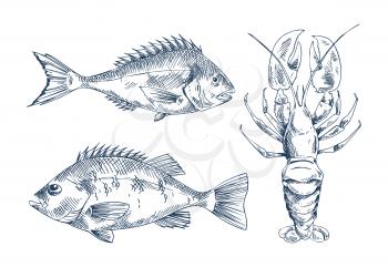 Seafood and fish vector engraving illustration. Bream and bass and lobster graphics isolated on white, vintage food sketch for restaurant menu cover
