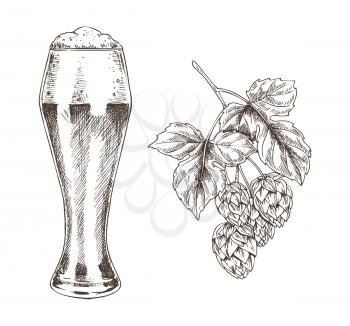 Hop brunch and beer goblet vector illustration, graphic image made by pencil, isolated on white background ale in glossy glass and his main ingredient