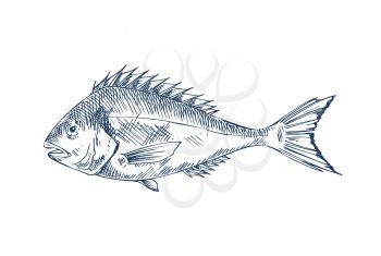 Common or european perch popular angler quarry. Edible fish specie vector illustration in sketch style. Monochrome seafood icon for nautical promo poster.