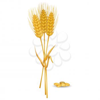 Wheat ears near grain pile isolated on white. Vector colorful illustration in flat design of cereals for making flour and baking bread