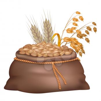 Rye grains in brown sack with its and oat ears on background isolated on white. Closeup vector illustration of crude crop harvest