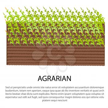 Agrarian poster with growing corn plants on spot of land vector illustration for web design. Poster in farming concept, add your text