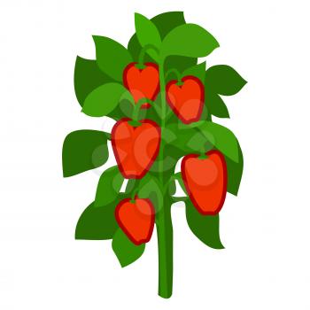 Homegrown ripe red bell peppers with green leaves icon isolated on white background. Healthy organic vegetables growing on farm vector