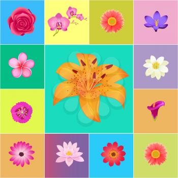 Fresh flower heads colorful vector collection of colorful backgrounds. Realistic blossoming flowers for decorations and your design