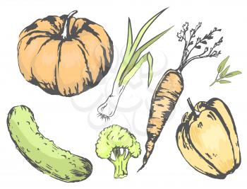 Graphic agricultural harvest of vegetables collection. Vector colorful poster of orange pumpkin and carrot, green cucumber, broccoli cabbage etc.