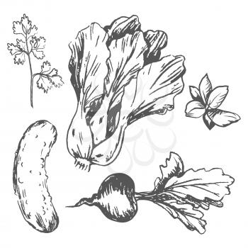 Chinese cabbage, tasty cucumber, sweet Beet and fresh greens isolated vector illustrations. Organic vegetables monochromatic sketch.
