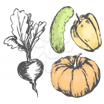 Colorful graphic vegetables orange pumpkin, green cucumber and pepper with colorless beet. Seasonal tasty harvest vector chaotic collection