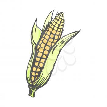 Ripe corn cob with leaves isolated sketch on white background. Sweet nutritious organic cereal plant grown at farm vector illustration.