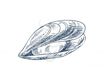 Mylitus saltwater mussel, marine bivalve mollusc. Common nutrition product and mariculture specie illustration. Monochrome vector sketch style icon.
