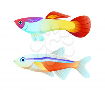 Neon tetra and guppy fish informative poster. Aquarium specie appearance colorful flat vector illustration isolated on white for nautical journal.