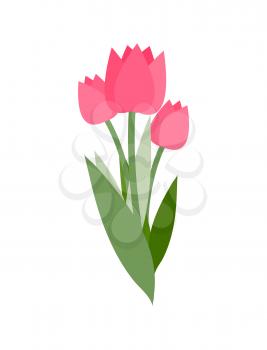 Spring flowers vector, isolated icon of tulips with long leaves. Symbol of international womens day, bouquet decoration. Bright decor flora blooming
