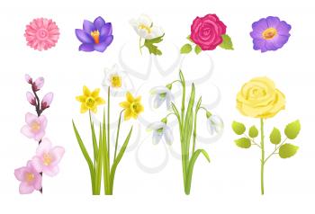 Spring flowers set of rose and gerbera leaves, narcissus of yellow color, glass and decoration, poster and snowdrops vector illustration isolated on white