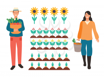 Plantation of sunflowers vector, farming people with bucket and basket gathering harvest, carrots and plants, flowering flowers planted in rows, man woman