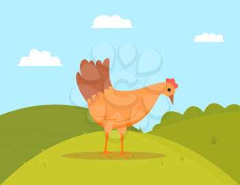 Fowl standing on grass, domestic or farm bird character outdoor, cloudy sky and green hills, side view of peking chicken, wings animal, poultry vector
