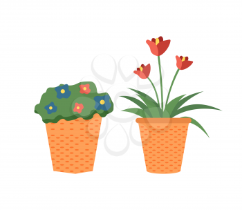 Flowers in bloom vector, blossom of plants growing in plastic pots isolated flora decor for home interior. Planted herbs with foliage and flourishing