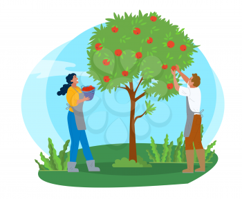 People working in garden vector, apple trees growing in yard. Farmers with basket gathering fruits. Harvesting season, seasonal works in summer flat style. Pick apples concept. Flat cartoon