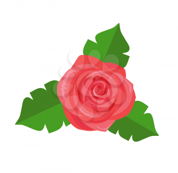 Rose flower with green leaves vector decorative sticker isolated on white background. Pink blossom of delicate plant, decor element for web print