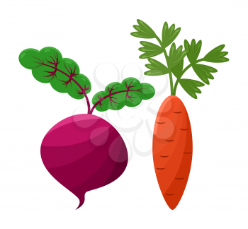 Purple beetroot and orange carrot, vector icons, illustration with white backdrop, vegan food, green roots, healthy vegetables cartoon beet and carrot