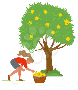 Young girl near tree picking yellow apples and putting them in straw basket isolated on white. Harvest in fruit garden, orchard vector illustration. Pick apples concept. Flat cartoon