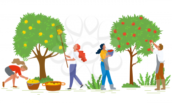 People picking apples in gardens vector, man and woman working together. Organic production, ripe fruits growing on trees, baskets with food flat style. Pick apples concept. Flat cartoon