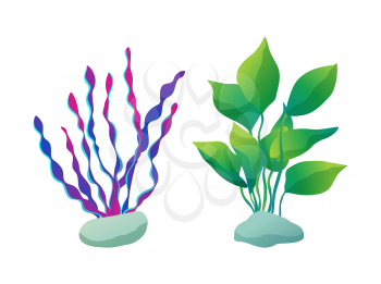 Seaweed types set marine underwater plants. Stones and purple green sea and ocean floral. Decorative elements of aquarium items vector illustration