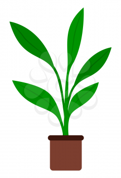 Houseplant with big green leaves and no stem, vegetation in brown pot. Plant that grown indoor in potting soil. Isolated decor for house and office interiors. Vector illustration in flat style