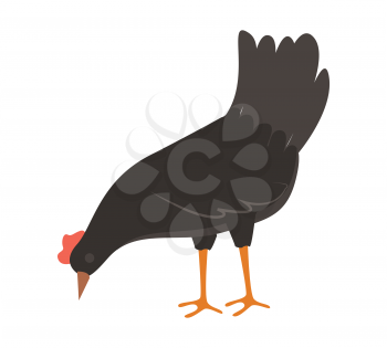 Fowl eating, side view of black poultry, standing farm animal or bird, countryside symbol, farming element, rooster or chicken pecking grain vector