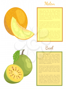 Bael exotic juicy fruit whole and cut vector poster frame for text. Melon ripe yellow berry. Aegle marmelos, Bengal quince. Tropical edible food